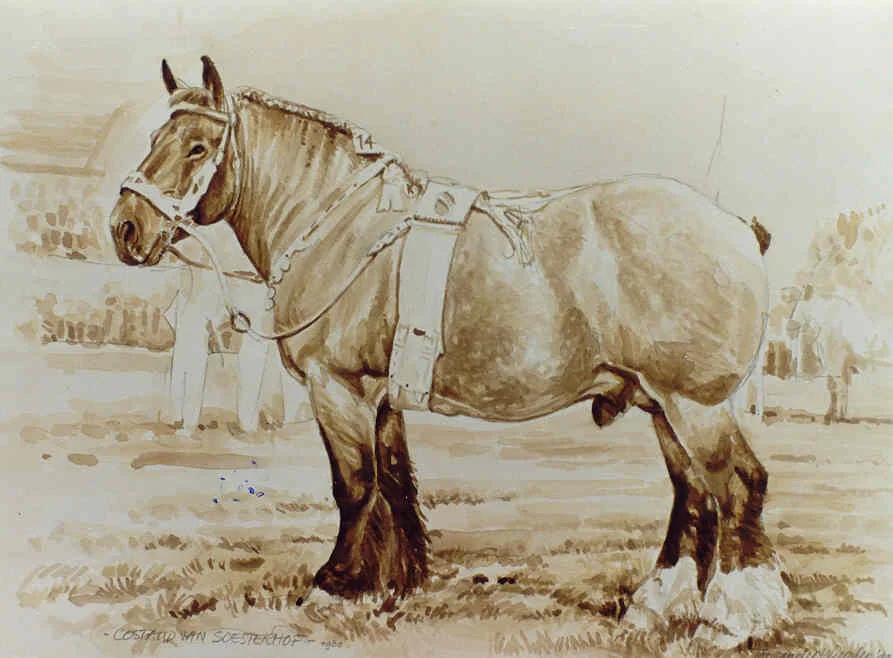 Costaud van Soesterhof