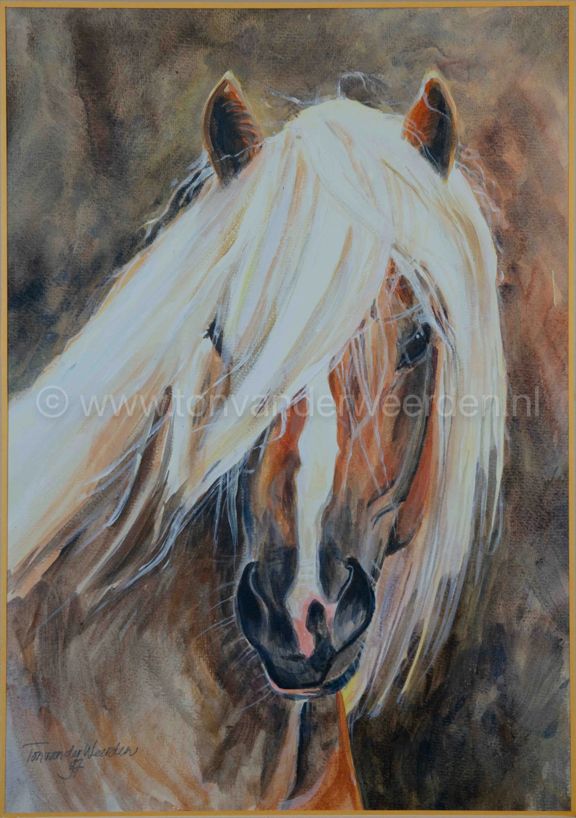 Haflingerhengst Sturm