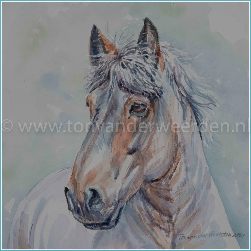 Hoofd Trekpaardhengst