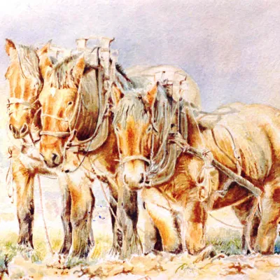 Driespan voor de ploeg