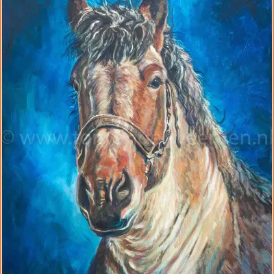 Hoofd Trekpaardhengst