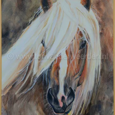 Haflingerhengst Sturm