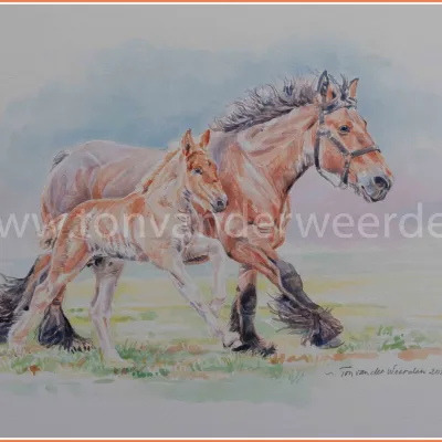 Merrie met Vosschimmelveulen