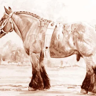 Gamin van Schoonebeek