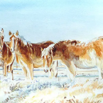 Haflingers in de Winter