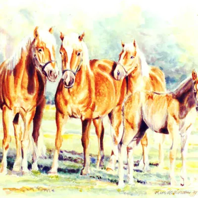 Haflingers van de Hooghei