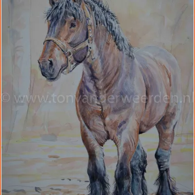 Trekpaardhengst Karel van de Korn