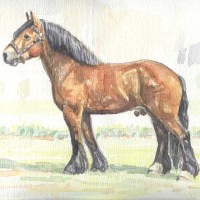 Rheinisch Deutsches Kaltblut