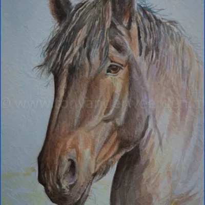 Tim van de Wilgenhoeve