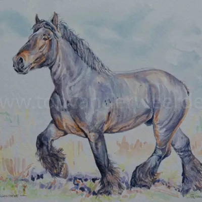  Tim van de Wilgenhoeve